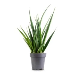 Sansevieria Kirkii - Star Sansevieria -Indoor Plants Sansevieria kirkii Star Sansevieria 12x40cm 9e5912c2 2f76 4635 bd61 0503655eb881