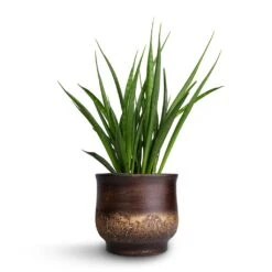 Aico Plant Pot - Shiny Brown -Indoor Plants Sansevieria kirkii Star Sansevieria 15x50cm Aico Plant Pot Shiny Brown 18x16cm b1b3734d 7905 4f0f b41e b6d4442fdd0f