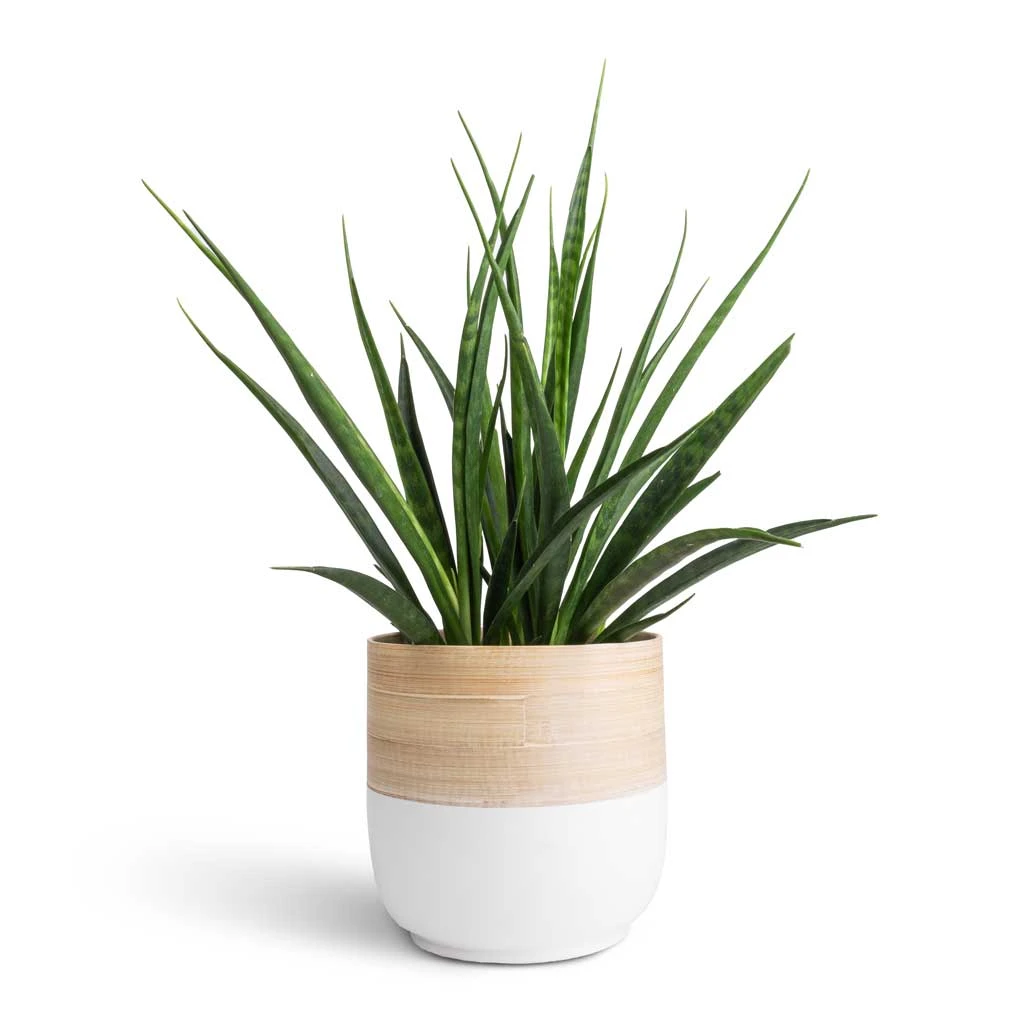 Bamboo Plant Pot - White 4 Bamboo Plant Pot - White - Image 4