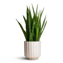 Sansevieria Kirkii - Star Sansevieria -Indoor Plants Sansevieria kirkii Star Sansevieria 15x50cm Bourton Scalloped Plant Pot Ivory 18x18cm 4c269532 391a 4ddc 81ba 51f9b5abfa1a