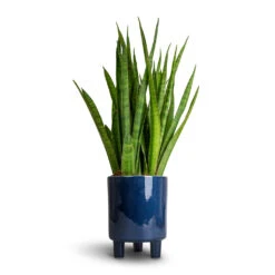 Pisa Plant Pot - Navy -Indoor Plants Sansevieria kirkii Star Sansevieria 15x50cm Pisa Plant Pot Navy 16x19cm