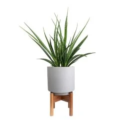Sansevieria Kirkii - Star Sansevieria -Indoor Plants Sansevieria kirkii Star Sansevieria 15x50cm Vigo Plant Pot with Wooden Stand Concrete Grey 19x29cm