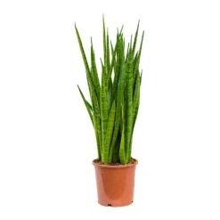 Sansevieria Kirkii - Star Sansevieria -Indoor Plants Sansevieria kirkii Star Sansevieria 17x75cm