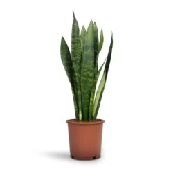 Sansevieria Trifasciata Black Coral - Snake Plant -Indoor Plants Sansevieria trifasciata Black Coral Snake Plant 14x50cm