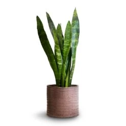 Hera Plant Pot - Purple -Indoor Plants Sansevieria trifasciata Black Coral Snake Plant 14x50cm Hera Plant Pot Purple 17x16cm