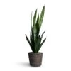 Sansevieria Trifasciata Black Coral - Snake Plant