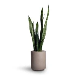 Sansevieria Trifasciata Black Coral - Snake Plant -Indoor Plants Sansevieria trifasciata Black Coral Snake Plant 15x45cm Suzi Plant Pot Grey Washed 18x21 1