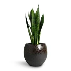 Kae Plant Pot - Mocha -Indoor Plants Sansevieria trifasciata Black Coral Snake Plant 17x60cm Kae Plant Pot Mocha 29x26cm d8f7a923 d1fe 4ec4 8184 b8a5ae452d81