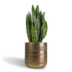 Solis Embossed Plant Pot - Gold 14 Solis Embossed Plant Pot - Gold -Indoor Plants Sansevieria trifasciata Black Coral Snake Plant 17x60cm Solis Embossed Plant Pot Gold 25x25cm