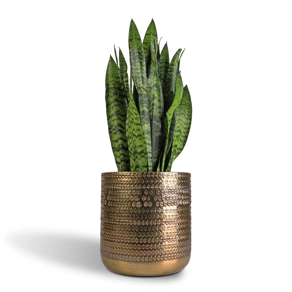 Solis Embossed Plant Pot - Gold 5 Solis Embossed Plant Pot - Gold - Image 5