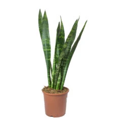 Sansevieria Trifasciata Black Coral - Snake Plant -Indoor Plants Sansevieria trifasciata Black Coral Snake Plant