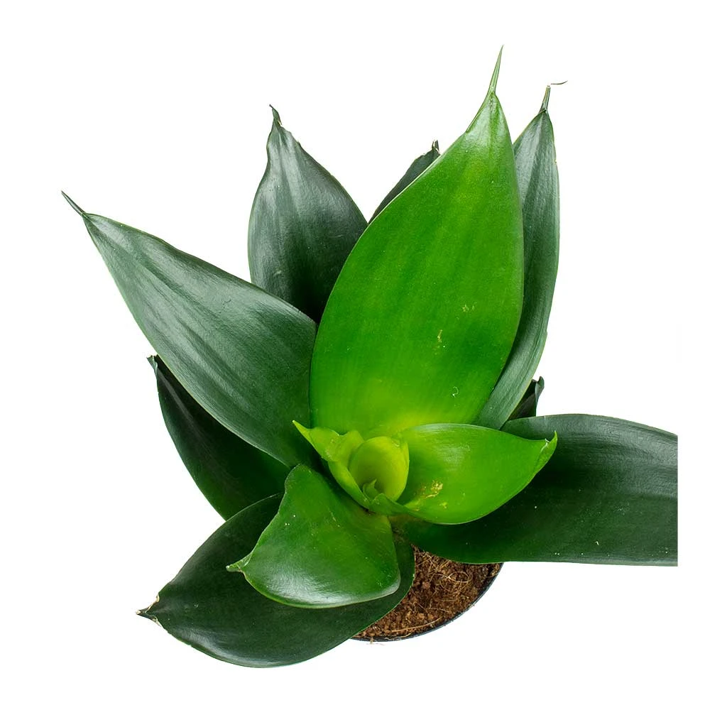 Sansevieria Trifasciata Black Dragon - Snake Plant 2 Sansevieria Trifasciata Black Dragon - Snake Plant - Image 2