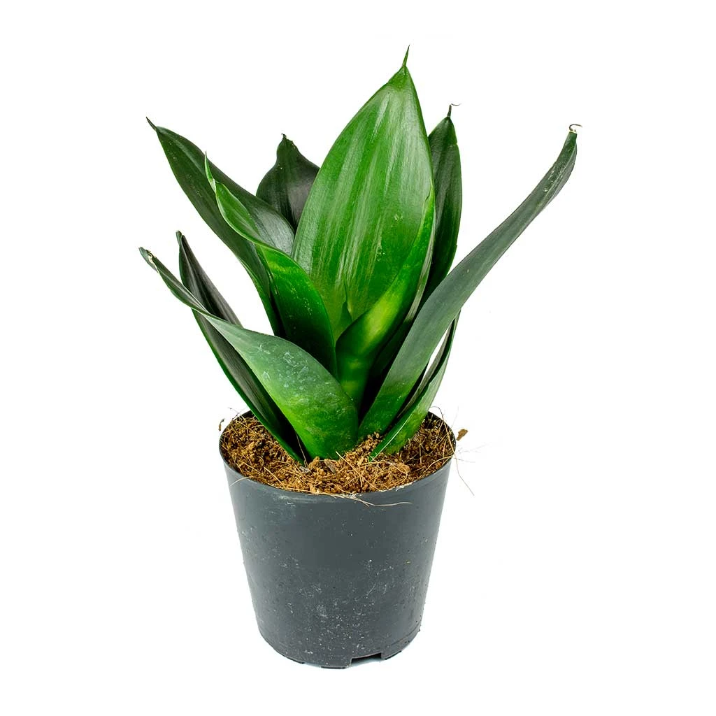 Sansevieria Trifasciata Black Dragon - Snake Plant 1 Sansevieria Trifasciata Black Dragon - Snake Plant