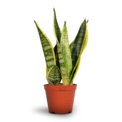 Sansevieria Trifasciata Futura Superba -Indoor Plants Sansevieria trifasciata Futura Superba 12x35cm