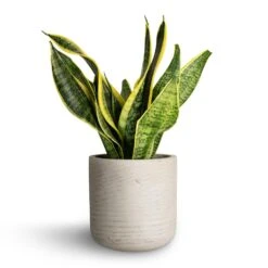 Sansevieria Trifasciata Futura Superba -Indoor Plants Sansevieria trifasciata Futura Superba 12x35cm Charlie Plant Pot Grey Washed 15x15cm