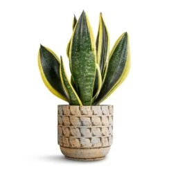 Sansevieria Trifasciata Futura Superba -Indoor Plants Sansevieria trifasciata Futura Superba 12x35cm Jim Plant Pot Shell 14x12cm 7153f1db d509 42f2 bceb 1fc664ead64d