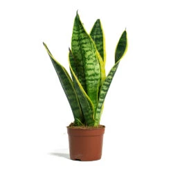 Sansevieria Trifasciata Futura Superba -Indoor Plants Sansevieria trifasciata Futura Superba 9cm
