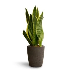Sansevieria Trifasciata Futura Superba -Indoor Plants Sansevieria trifasciata Futura Superba 9x30cm Gerben Plant Pot Black Washed 12x13cm 0d93085d b220 40c0 91c9 38c53378f64a