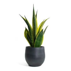 Esra Plant Pot - Graphite -Indoor Plants Sansevieria trifasciata Golden Flame Snake Plant Esra Plant Pot Graphite c482237b 350b 42f5 b8e4 edb0e9426388
