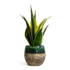 Lindy Plant Pot - Black Green -Indoor Plants Sansevieria trifasciata Golden Flame Snake Plant Lindy Plant Pot Black Green 421ceda7 b7cb 48d2 8d58 20f9e28f4a5d