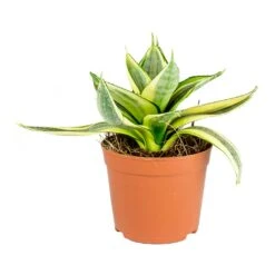 Sansevieria Trifasciata Golden Hahnii - Birds Nest Snake Plant 9 Sansevieria Trifasciata Golden Hahnii - Birds Nest Snake Plant -Indoor Plants Sansevieria trifasciata Golden Hahnii Birds Nest Snake Plant