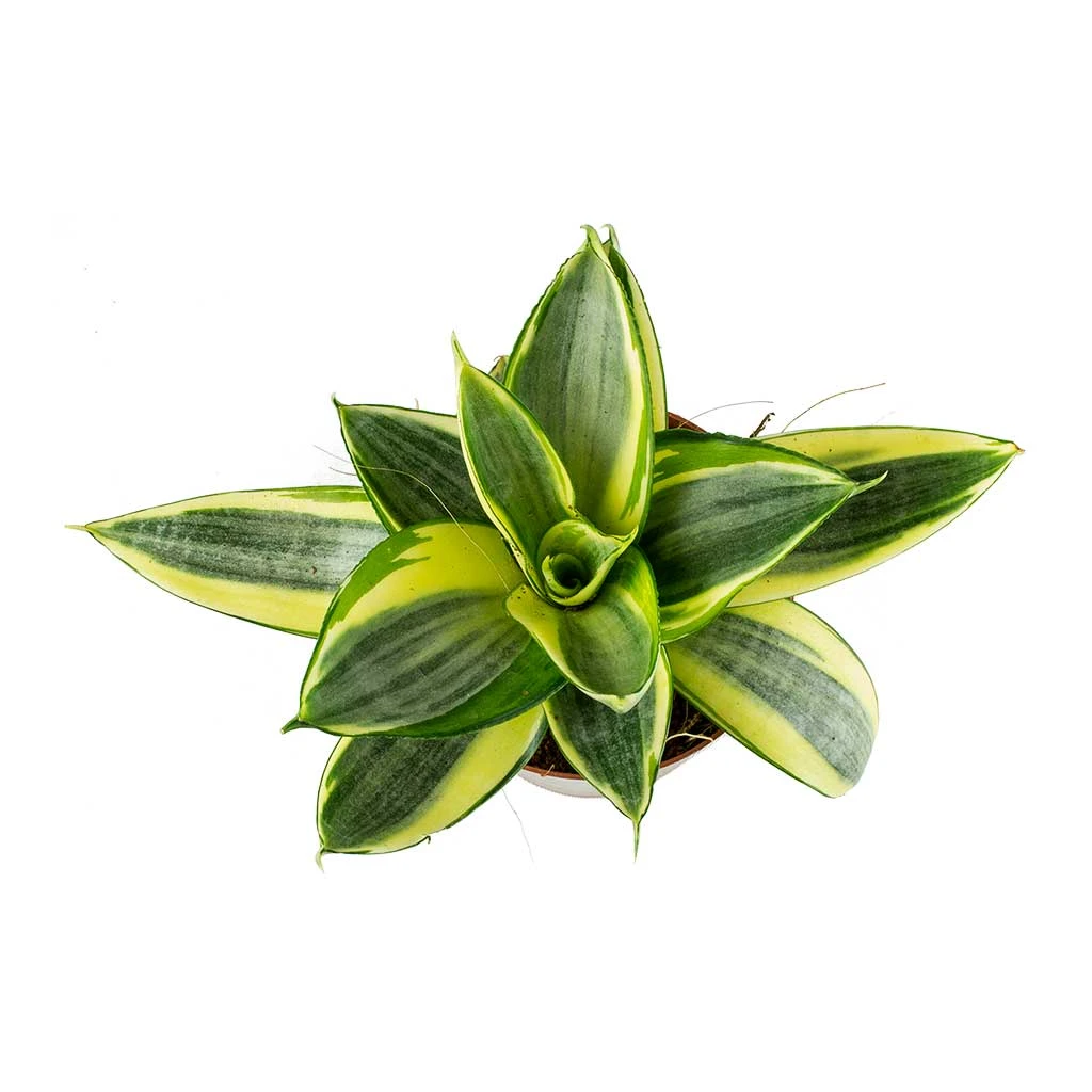 Sansevieria Trifasciata Golden Hahnii - Birds Nest Snake Plant 2 Sansevieria Trifasciata Golden Hahnii - Birds Nest Snake Plant - Image 2