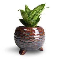 Dewi Plant Pot - Marrakesh -Indoor Plants Sansevieria trifasciata Hahnii Birds Nest Snake Plant 12x25cm Dewi Plant Pot Marrakesh 21x16cm 2 8749c06e 22ab 4c64 9b78 c819a371f25b