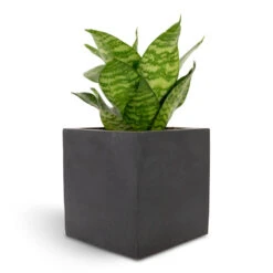 Fleur Natural Planter - Black -Indoor Plants Sansevieria trifasciata Hahnii Birds Nest Snake Plant 12x25cm Fleur Natural Planter Black 15x15x15cm f82d6bfd 94b9 4c77 b136 c1b762ad1b8c