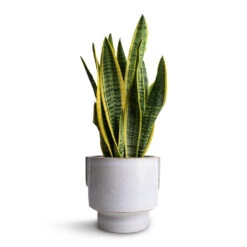 Aries Handles Plant Pot - White -Indoor Plants Sansevieria trifasciata Laurentii Variegated Snake Plant 14x50cm Aries Handles Plant Pot White 19x20cm 3ae6ce30 5dbf 4611 b776 e11115f54376