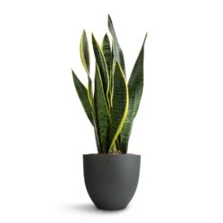Coral Refined Planter - Pine Green 9 Coral Refined Planter - Pine Green -Indoor Plants Sansevieria trifasciata Laurentii Variegated Snake Plant 15x45cm Coral Refined Planter Pine Green 18x15cm 5bc3aa23 9893 4ee9 9113 75544579acf3