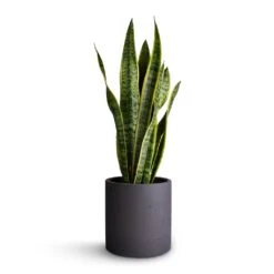Sansevieria Trifasciata Laurentii - Variegated Snake Plant 36 Sansevieria Trifasciata Laurentii - Variegated Snake Plant -Indoor Plants Sansevieria trifasciata Laurentii Variegated Snake Plant 17x65cm Puk Plant Pot Black Washed 20x20cm f57622ab 7889 4d3b 8347 b54bea5fec77