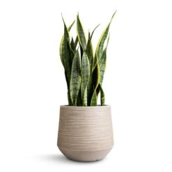 Dune Darcy Planter - Oat 13 Dune Darcy Planter - Oat -Indoor Plants Sansevieria trifasciata Laurentii Variegated Snake Plant 21x70cm Dune Darcy Planter Oat 30x26cm