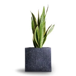 Raindrop Cube Planter - Anthracite -Indoor Plants Sansevieria trifasciata Laurentii Variegated Snake Plant 21x70cm Raindrop Cube Planter Anthracite 30x30x27cm