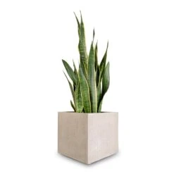 Sansevieria Trifasciata Laurentii - Variegated Snake Plant 38 Sansevieria Trifasciata Laurentii - Variegated Snake Plant -Indoor Plants Sansevieria trifasciata Laurentii Variegated Snake Plant 27x80cm Raindrop Cube Planter Stone 30x30x27cm