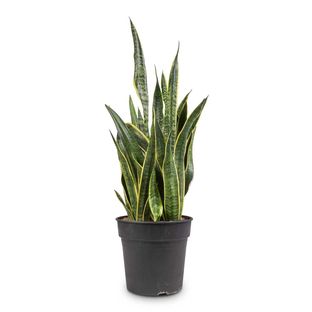 Sansevieria Trifasciata Laurentii - Variegated Snake Plant 20 Sansevieria Trifasciata Laurentii - Variegated Snake Plant - Image 20