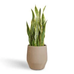 Humus Plant Pot - Concrete -Indoor Plants Sansevieria trifasciata Laurentii Variegated Snake Plant 30x90cm Humus Plant Pot Concrete 37x42.5cm 392151dc 9f71 4df0 aa38 9442d0eaaeb9