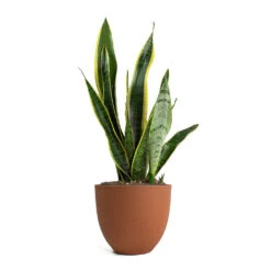 Coral Refined Planter - Canyon Orange -Indoor Plants Sansevieria trifasciata Laurentii Variegated Snake Plant Coral Refined Planter Canyon Orange