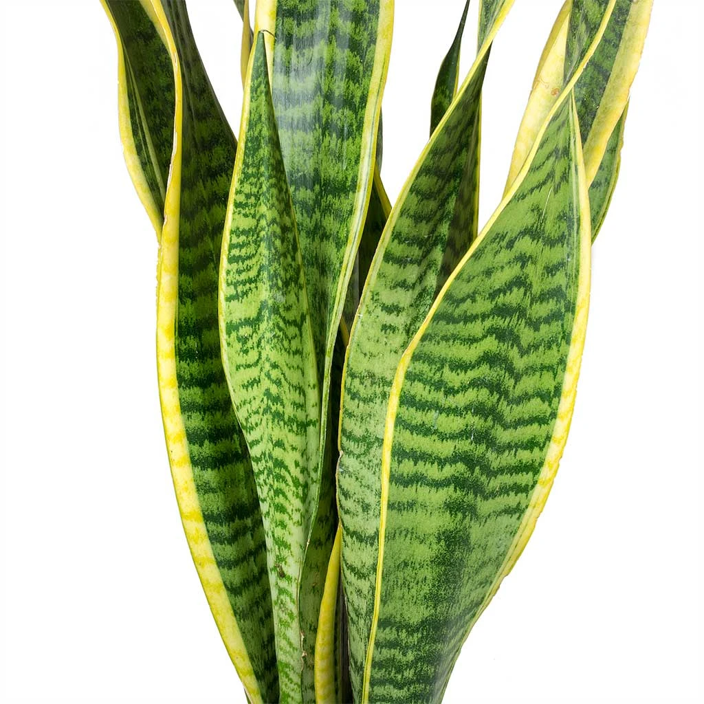 Sansevieria Trifasciata Laurentii - Variegated Snake Plant 2 Sansevieria Trifasciata Laurentii - Variegated Snake Plant - Image 2