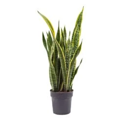 Sansevieria Trifasciata Laurentii - Variegated Snake Plant 33 Sansevieria Trifasciata Laurentii - Variegated Snake Plant -Indoor Plants Sansevieria trifasciata Laurentii Variegated Snake Plant ML
