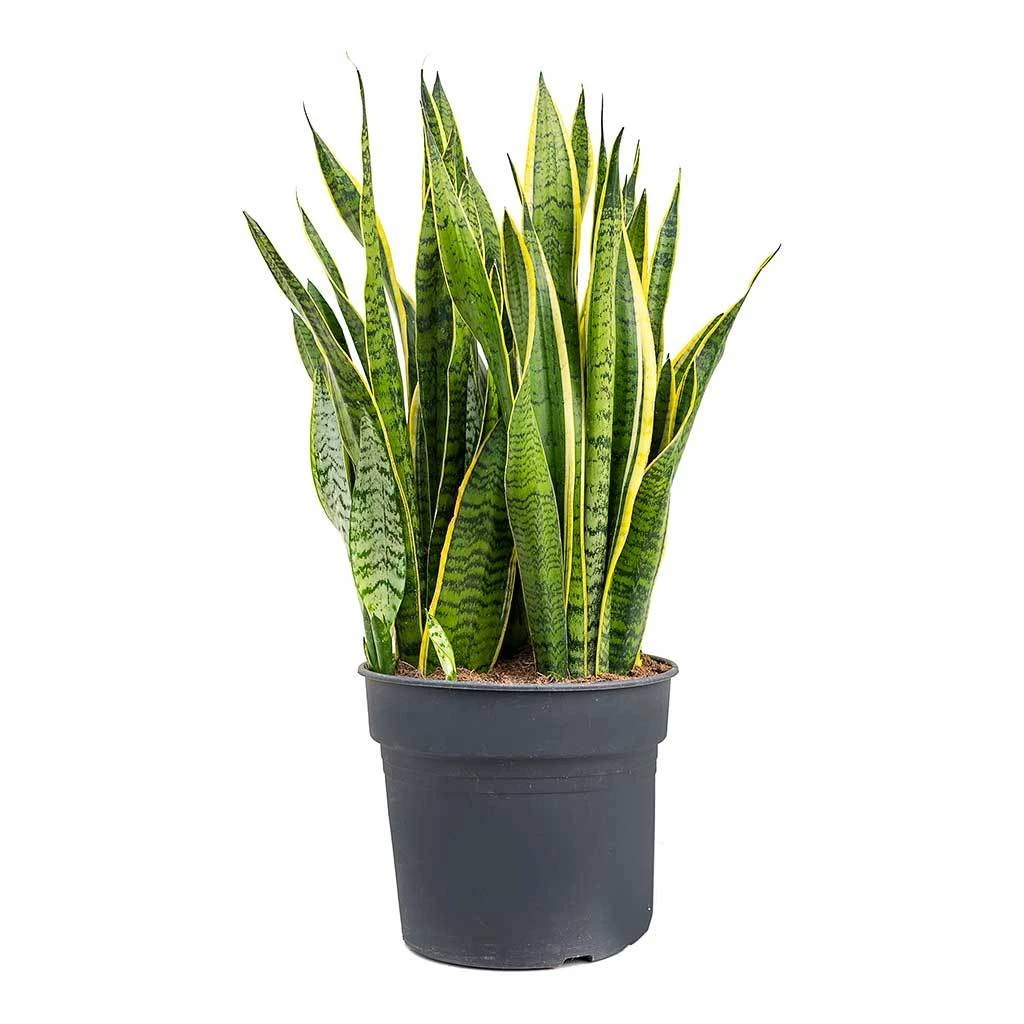 Sansevieria Trifasciata Laurentii - Variegated Snake Plant 18 Sansevieria Trifasciata Laurentii - Variegated Snake Plant - Image 18