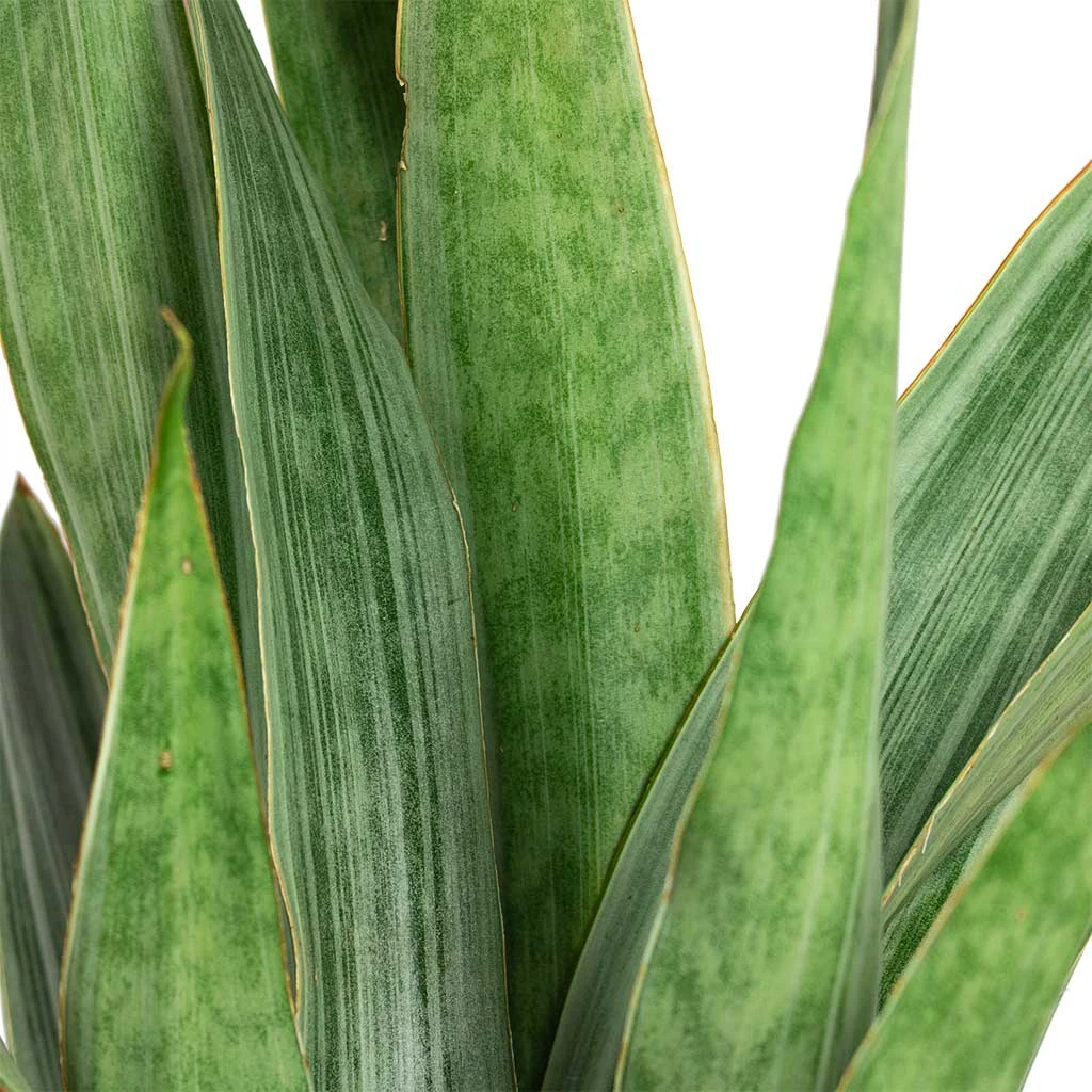 Sansevieria Trifasciata Metallica - Snake Plant 2 Sansevieria Trifasciata Metallica - Snake Plant - Image 2