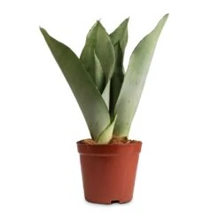 Sansevieria Trifasciata Moonshine - Snake Plant -Indoor Plants Sansevieria trifasciata Moonshine Snake Plant 12x35cm 50a63810 e3e0 4615 80fd d15cf6a469a0