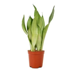 Sansevieria Trifasciata Moonshine - Snake Plant -Indoor Plants Sansevieria trifasciata Moonshine Snake Plant 12x40cm