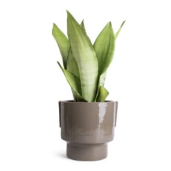 Aries Handles Plant Pot - Charcoal -Indoor Plants Sansevieria trifasciata Moonshine Snake Plant 14x45cm Aries Handles Plant Pot Charcoal 19x20cm 1823bc8b 838b 4df4 8d2d e8d8ea689467
