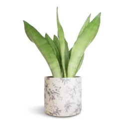Sansevieria Trifasciata Moonshine - Snake Plant -Indoor Plants Sansevieria trifasciata Moonshine Snake Plant 14x45cm Lazzaro Plant Pot Vintage Bird 18x16cm 2f71f2a0 b2a9 4447 8646 fa0ca8e969d1