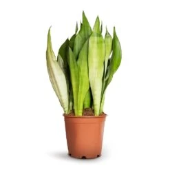 Sansevieria Trifasciata Moonshine - Snake Plant -Indoor Plants Sansevieria trifasciata Moonshine Snake Plant 21x70cm