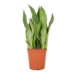 Sansevieria Trifasciata Moonshine - Snake Plant -Indoor Plants Sansevieria trifasciata Moonshine Snake Plant 21x70cm 4