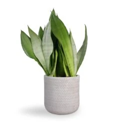 Angle Cylinder Plant Pot - White -Indoor Plants Sansevieria trifasciata Moonshine Snake Plant 21x70cm Angle Cylinder Plant Pot White 24x24cm