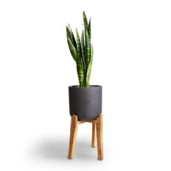 Sansevieria Trifasciata Black Coral - Snake Plant -Indoor Plants Sansevieria trifasciata Moonshine Snake Plant 21x70cm Charlie Plant Pot Tall Stand Black Washed 32x51cm 4ef3e22f 9b9d 4fe5 b121 1ccf9624baa2