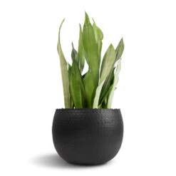 Hammered Bowl - Black With Copper -Indoor Plants Sansevieria trifasciata Moonshine Snake Plant 21x70cm Hammered Bowl Black with Copper 30x20cm 1